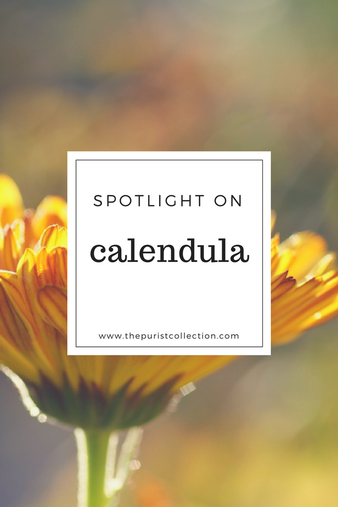 Spotlight on: Calendula