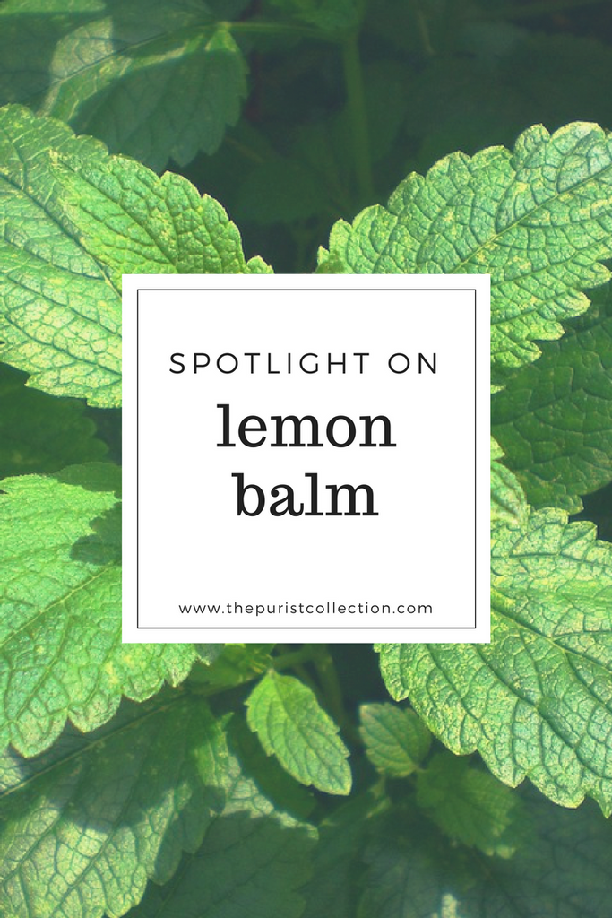 Spotlight on: Lemon Balm